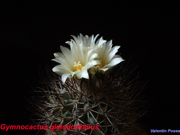 Gymnocactus gielsdorfianus 2004.09.04